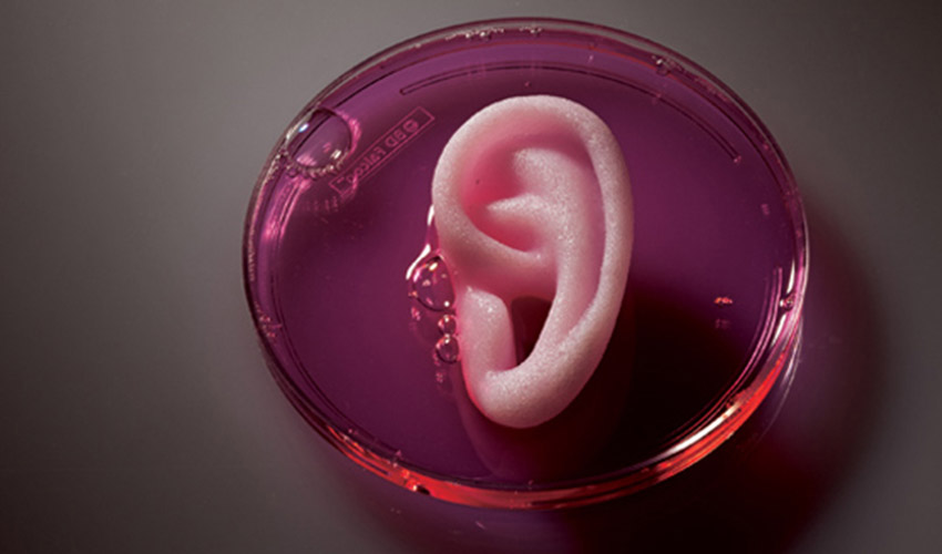 oreille imprimée grâce à la bio impression
