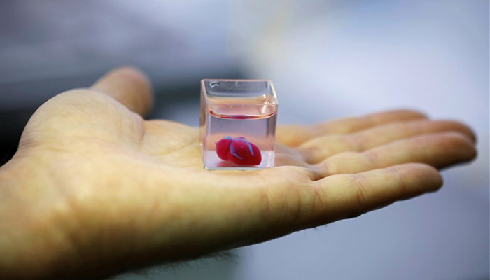 Coeur de lapin en impression 3D